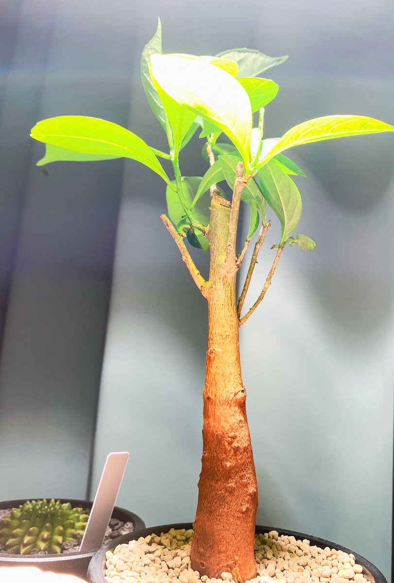 Emberlix's tweet photo. うちの子の中でなぜか調子がいいのは、
このバオバブです👏🌿

だいぶ成長が早い！！（理由は分からない、たぶん我が家が合ってる）

成長期なので、土の乾き具合を見ながらしっかり水やりしています😌

一部、横の枝を切りたい所ですが、来年までは剪定せずこのまま樹勢をつけてもらう予定です🌳 https://t.co/3tDuUgCUD8