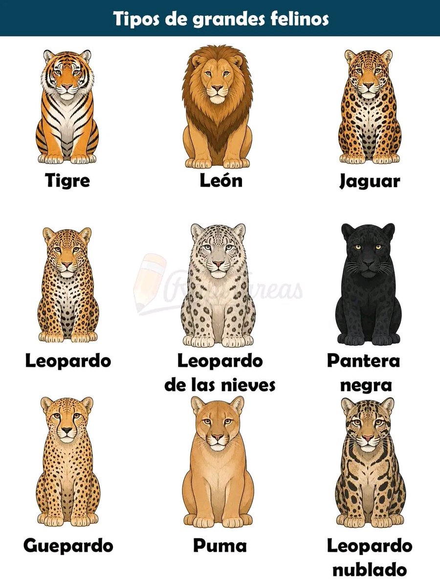 Tiofelino's tweet photo. ¿Que felino hace falta en esta imagen? 🐱🐾 https://t.co/dZgFjn710d
