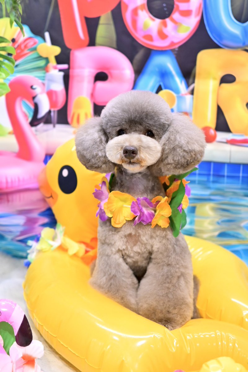 powderdogtrim's tweet photo. いろちゃん、ナイトプールで夏を満喫しよう！(はせ) https://t.co/N34nrE1Y2V