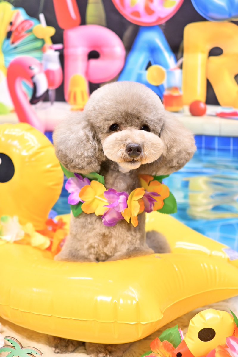 powderdogtrim's tweet photo. いろちゃん、ナイトプールで夏を満喫しよう！(はせ) https://t.co/N34nrE1Y2V
