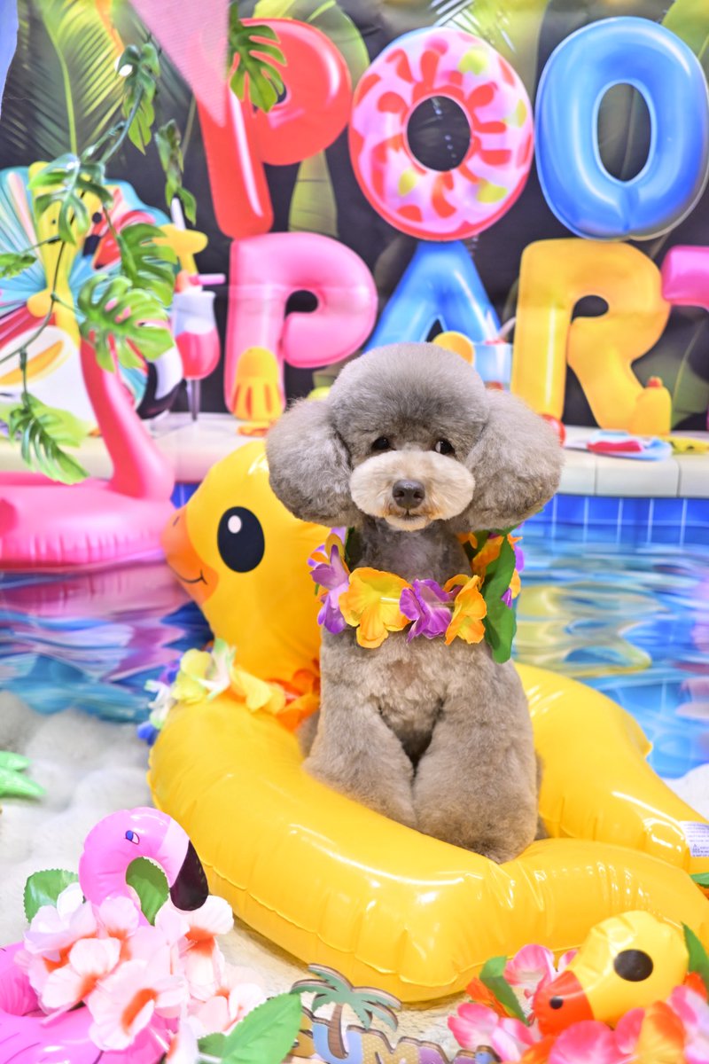 powderdogtrim's tweet photo. いろちゃん、ナイトプールで夏を満喫しよう！(はせ) https://t.co/N34nrE1Y2V