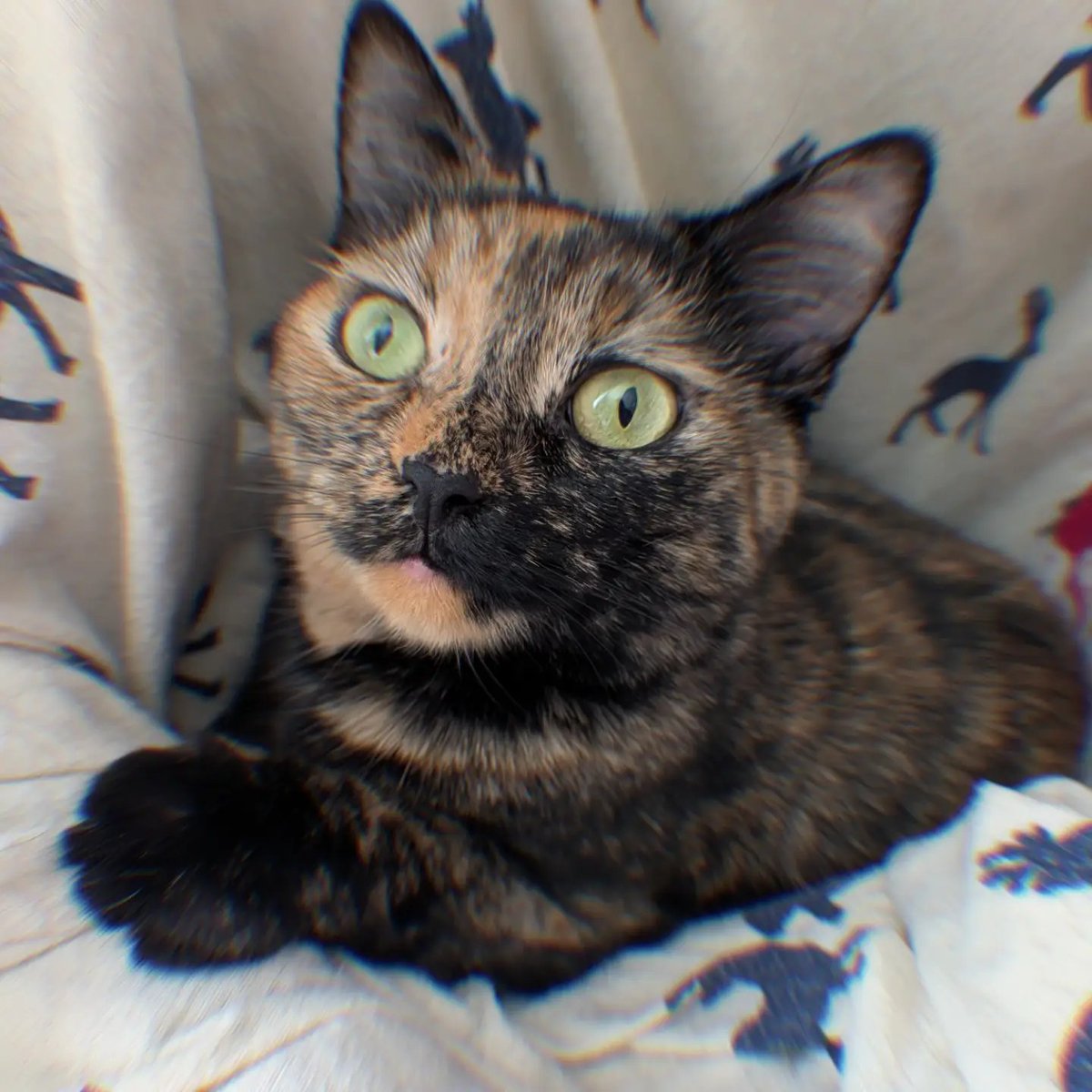 Scholar1977's tweet photo. Flora's first at-home photoshoot! One week in and she's starting to settle in #tortoiseshellcats #cats https://t.co/C0qHjUFqZx