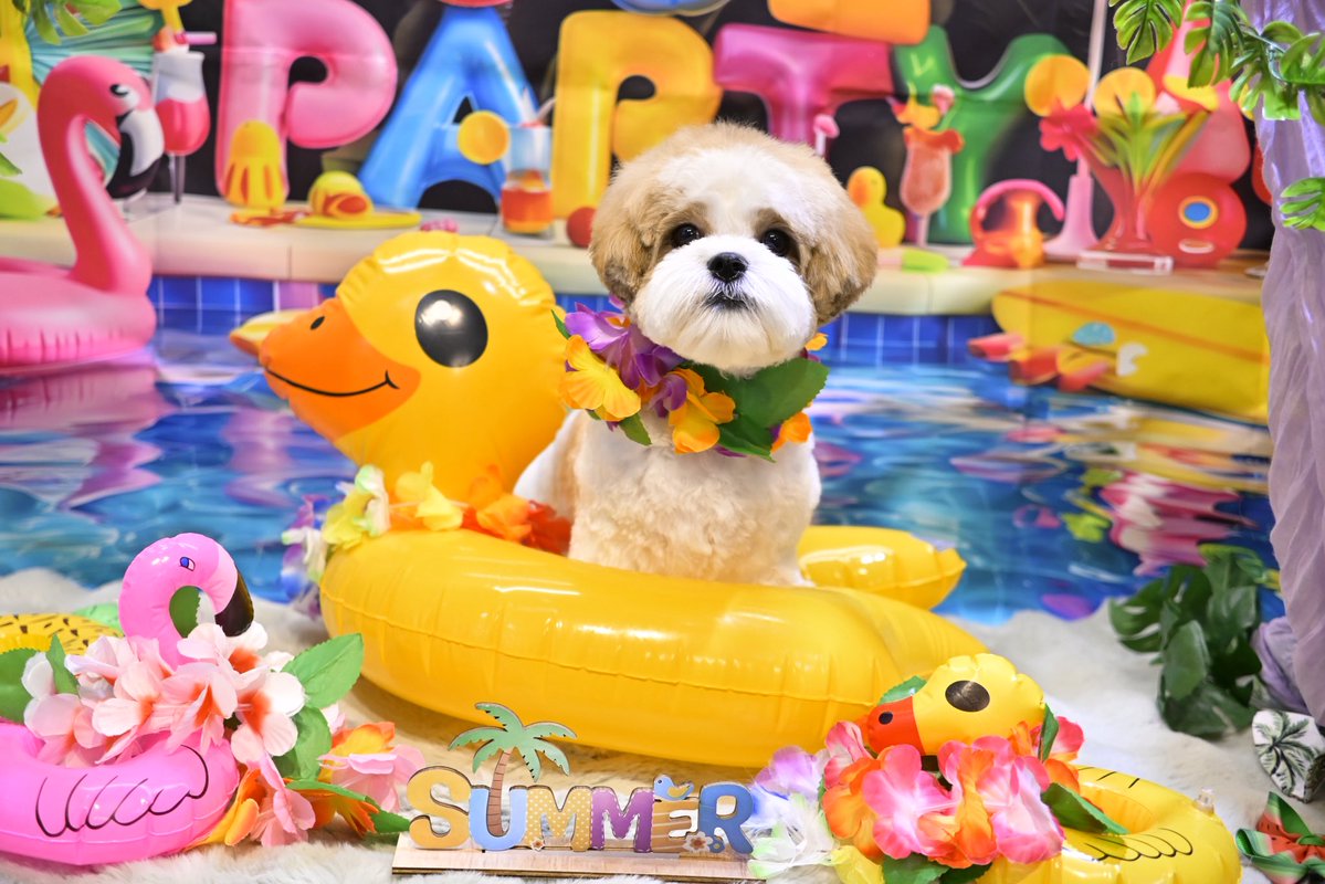 powderdogtrim's tweet photo. ぷりんちゃん、ナイトプールで夏を満喫しよう！(はせ) https://t.co/o6fswxm1sf