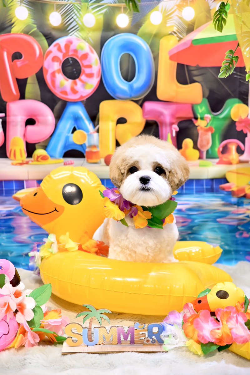 powderdogtrim's tweet photo. ぷりんちゃん、ナイトプールで夏を満喫しよう！(はせ) https://t.co/o6fswxm1sf