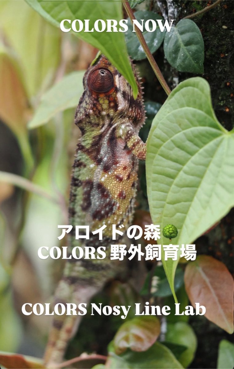 COLORS_nosy_lab's tweet photo. COLORS NOW

写真はInstagramストーリーズより

Instagramハイライト「COLORS NOW」でご覧いただけます

#colors #colorschameleons #カメレオン #パンサーカメレオン #爬虫類 https://t.co/4Wfn1yrR5z