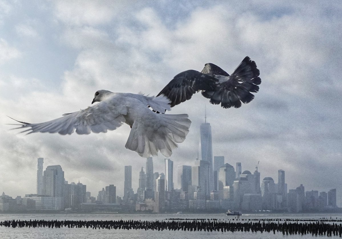 GaryHershorn's tweet photo. Hanging out with the pigeons in Hoboken, NJ as a morning fog lifts over lower Manhattan and One World Trade Center in New York City, Thursday morning #newyorkcity #nyc #newyork #sunrise #fog https://t.co/siexJTdIka
