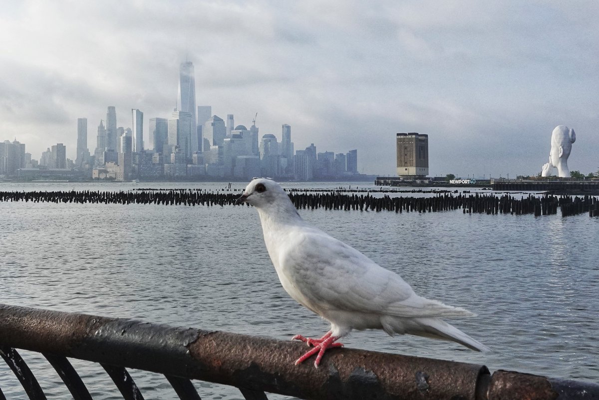 GaryHershorn's tweet photo. Hanging out with the pigeons in Hoboken, NJ as a morning fog lifts over lower Manhattan and One World Trade Center in New York City, Thursday morning #newyorkcity #nyc #newyork #sunrise #fog https://t.co/siexJTdIka