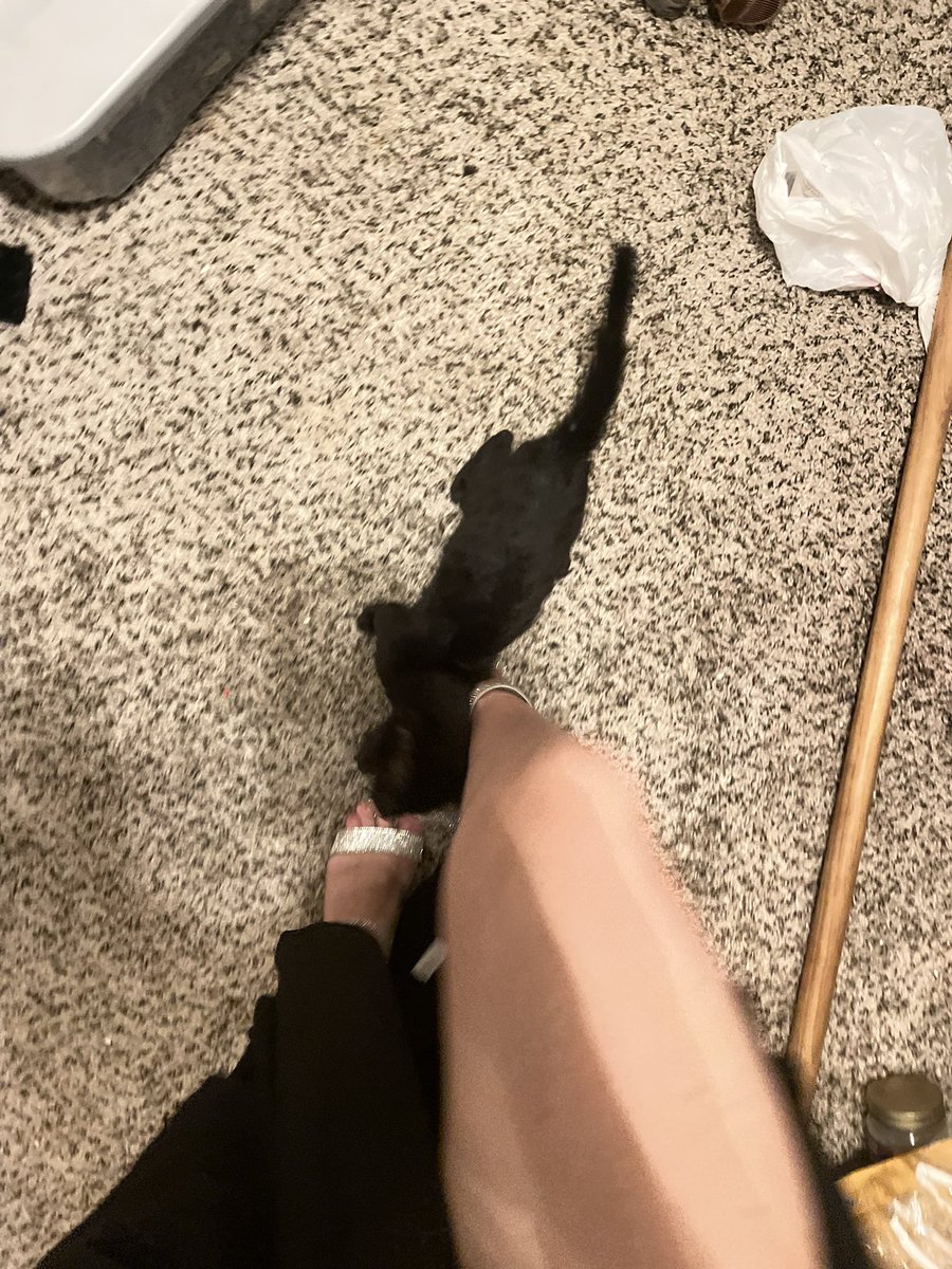 EmberReanne's tweet photo. Hurry up and send me money for a pedi ASAP bby, even my kitty is telling you to
#goonlist #findomworship #findom #domme #pedi #nsfwtwtًً #gooning #gothgirl #buyingfeet #buyingcleanfeets #buyigcontent #buyingcontent𝗠𝗘𝗦𝗦𝗔𝗚𝗘 #buyingcontent𝗠𝗘 https://t.co/jkV81rjefO