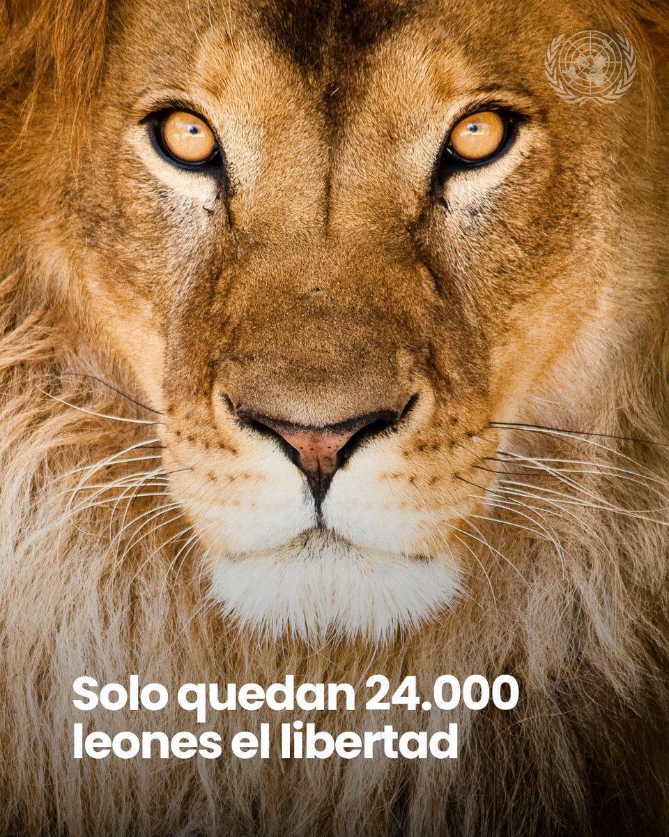 ONU_es's tweet photo. Hace menos de 100 años, 200.000 leones recorrían África.
Hoy quedan solo 24.000.
La caza furtiva y la pérdida de hábitat los están llevando al límite.
Este #DíaDeLosLeones, protejamos al rey de la selva antes de que sea demasiado tarde.
🔗 https://t.co/M3oq3JBzog https://t.co/0nWZWtMQwO