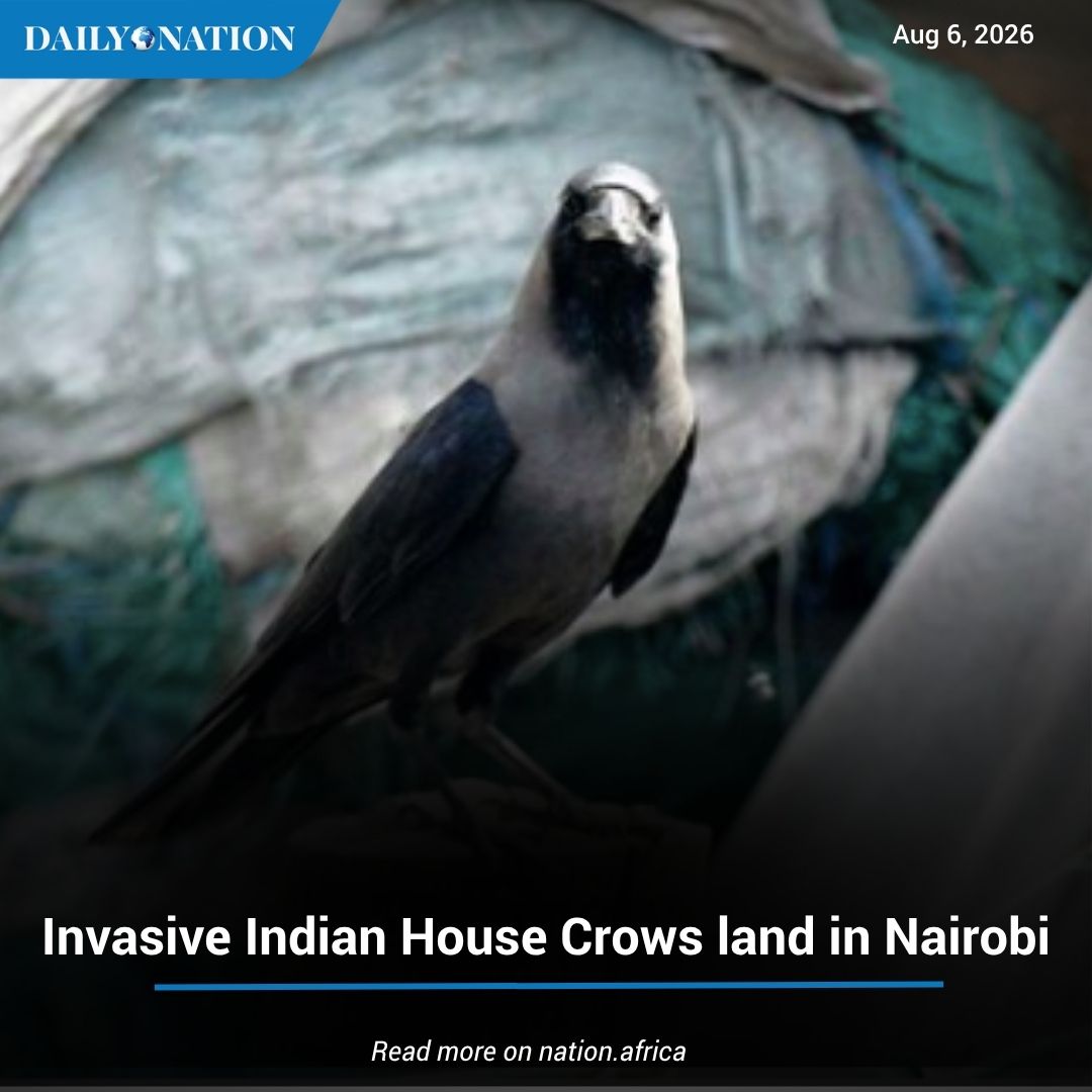 NationAfrica's tweet photo. A trader at Burma Market noticed them first. Birds that did not belong; loud, dark, unfamiliar, working the stalls the way pigeons work a park bench. He chased them off and did not think much more of them. Then someone took a photograph, and that photograph landed on the desks of conservationists who had been dreading this exact moment for years. The Indian House Crow, one of the most destructive invasive birds anywhere in the world, has reached Nairobi. #Earthwise https://t.co/dSBcpj2LEt
