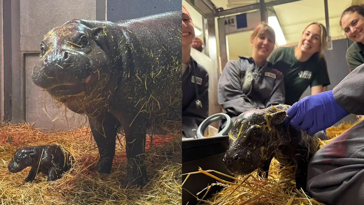 6ixbuzztv's tweet photo. The Toronto Zoo welcomes a new addition as endangered pygmy hippo Kindia gives birth to a female calf https://t.co/Z5ndkapaq7