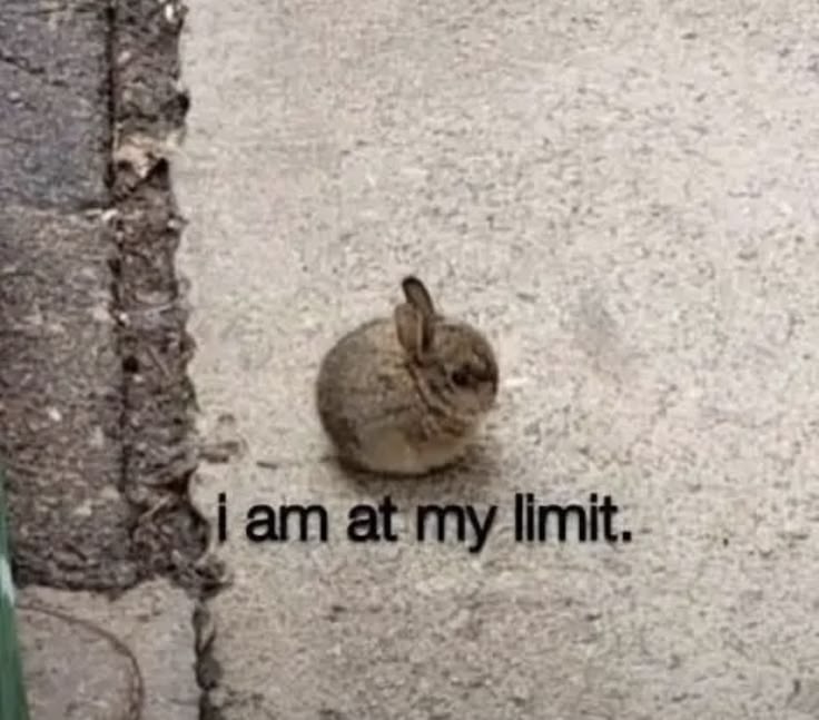 bunnyposting_'s tweet photo. https://t.co/1bnvgqie2C