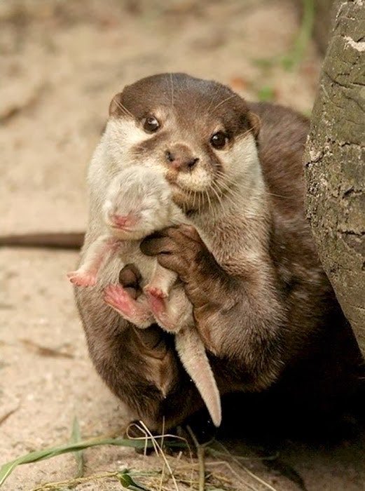 oongoongo tweet picture