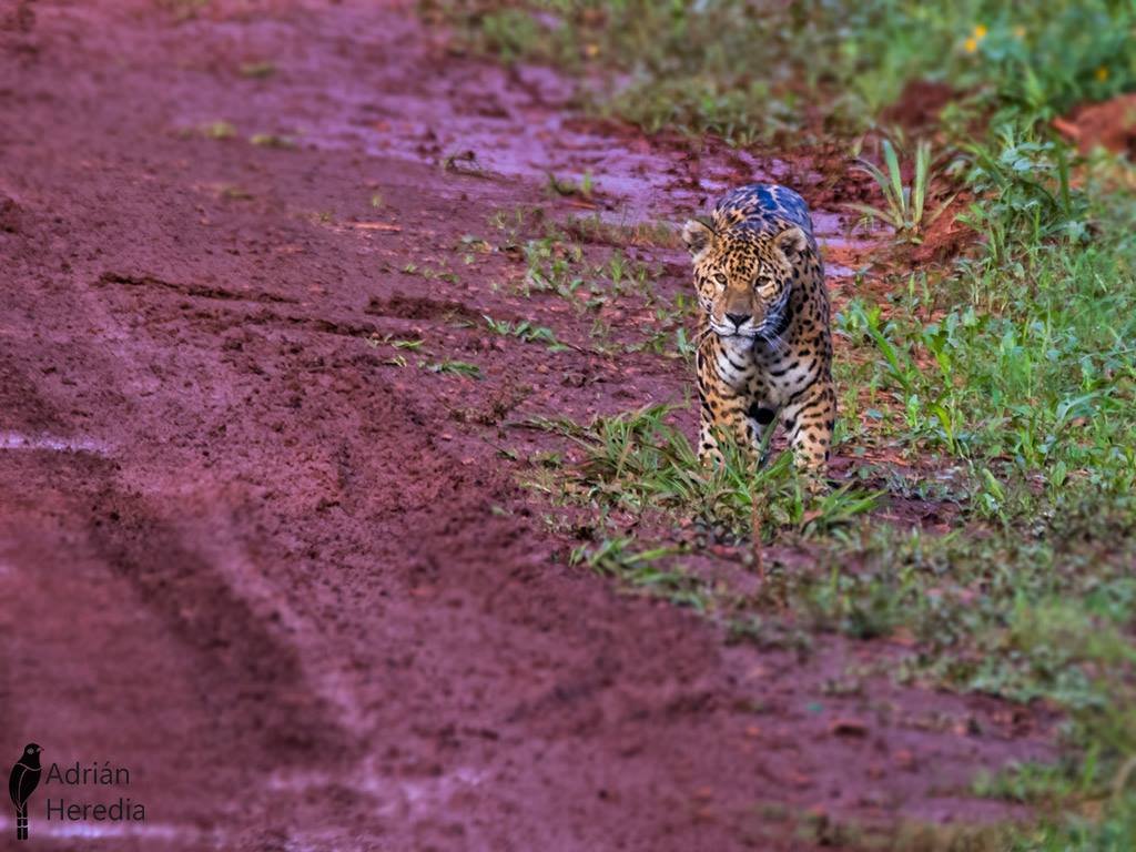 Chori__Vegano's tweet photo. Las leyes de tierra actuales protegen la vida de estos bichos.
Si modifican la ley de manejo del fuego pueden incendiar bosques, selva, destruir los parques nacionales y venderlo todo. 
Y además introducen modificaciones para las expropiaciones para que no pueda recuperarse nada. https://t.co/NrBdMeFk9N