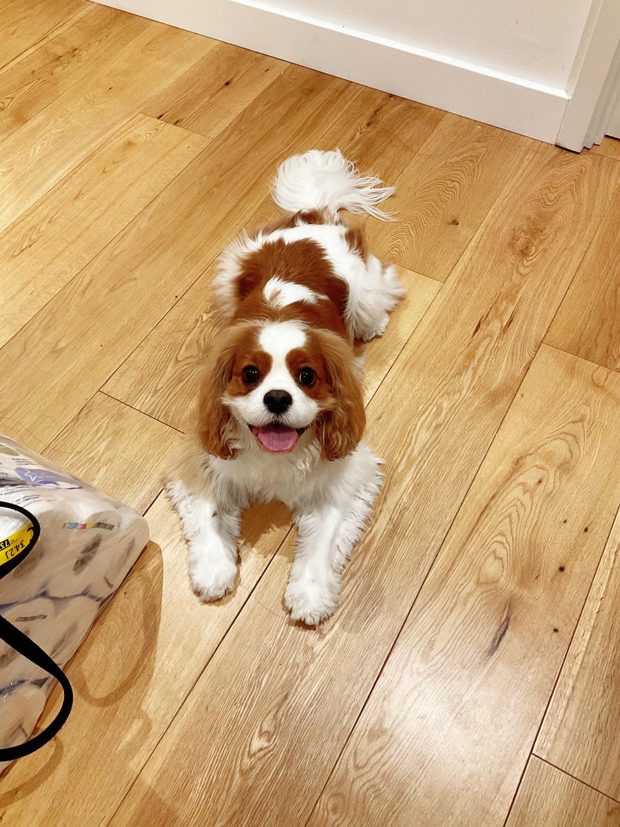 ghostonschool's tweet photo. My little furball just hit their 6-month growth milestone!  From wobbly baby steps to zoomies across the living room, every silly smile and tiny paw print is pure joy. Can’t wait for all the adventures ahead! https://t.co/8tls4zwtD2
