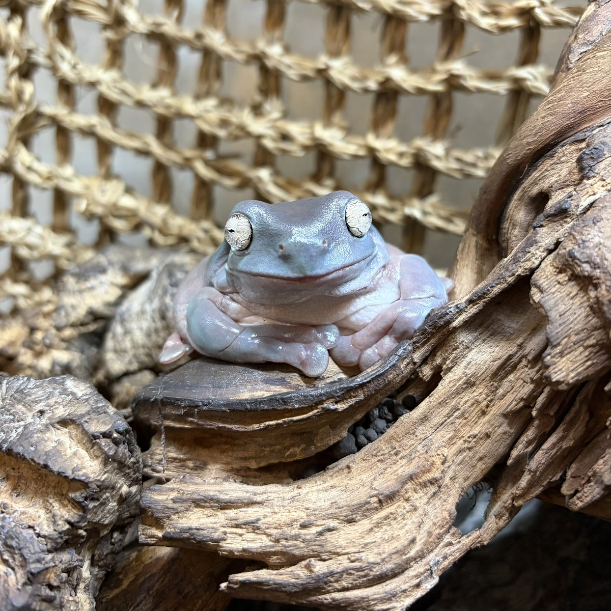 miukiuchi_ggg's tweet photo. 電気を消すと開眼するイエアメちゃん
#イエアメガエル #2021春生まれ #treefrog #frog https://t.co/J3KPPcvAOP