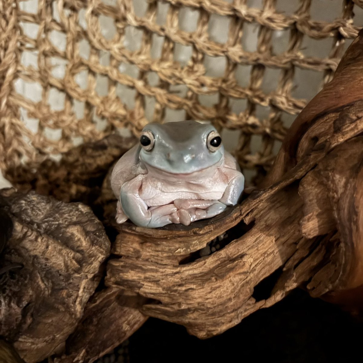 miukiuchi_ggg's tweet photo. 電気を消すと開眼するイエアメちゃん
#イエアメガエル #2021春生まれ #treefrog #frog https://t.co/J3KPPcvAOP