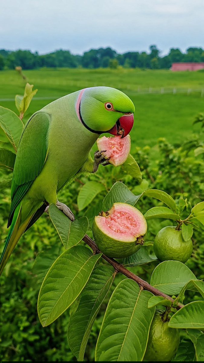AnimalsL62991's tweet photo. Beautiful colors of nature! Our lovely guest enjoying guava. 🦜 https://t.co/p05YiYajad