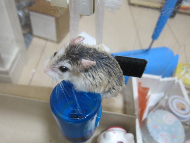 sararamiruru's tweet photo. 久しぶりのロボδ（デルタ）（♂1歳2か月）です。水ボトルの上に乗ってみたよ、とのことです（蓋閉め忘れたら脱走の危機を感じました（＾＾；　by飼い主）
＃ハムの日 https://t.co/Lhwp7WkG5j