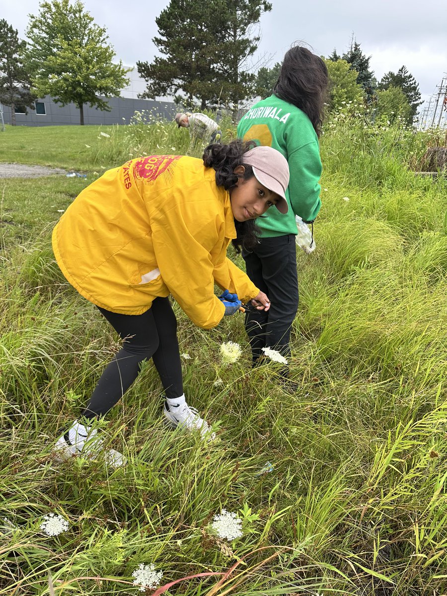 VolunteerVibe's tweet photo. August 2nd, Spent collecting native prairie seeds to help restore local habitats and support pollinators. Every handful of seeds is a small step toward protecting biodiversity and building a healthier environment for future generations. https://t.co/kfxMdGYPxu
