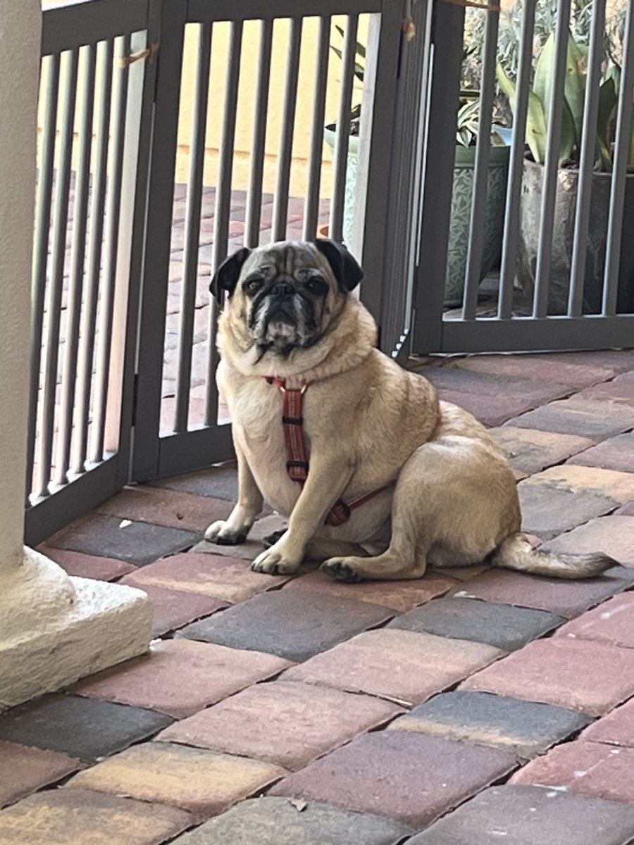 pugdaddy57's tweet photo. With great sorrow, Henry has crossed the rainbow bridge this morning. 💔🌈🙏😔 https://t.co/Md7YYyAHBf