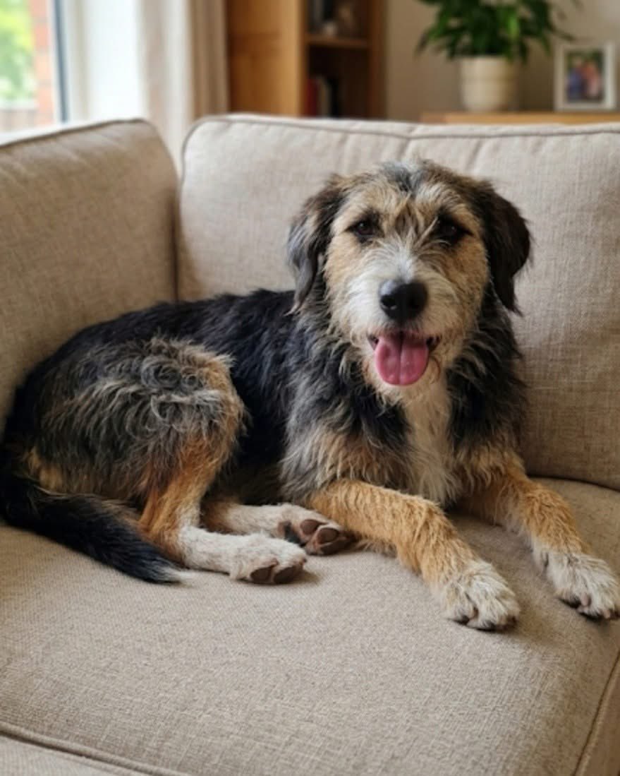 mal_land_'s tweet photo. Pies idealny szuka domu! 🐾 HORHE (1-1,5 roku, 13 kg) to pogodny, wykastrowany psiak, który uwielbia ludzi, dogaduje się z psami I KOTAMI, trzyma czystość i kocha jazdę autem! 🚗
Zrowy, zaszczepiony i gotowy do adopcji!
📞Ela – 501 653 876
📞Iwona – 886 898 432
RT =szansa na dom! https://t.co/HiPLCMPcn6