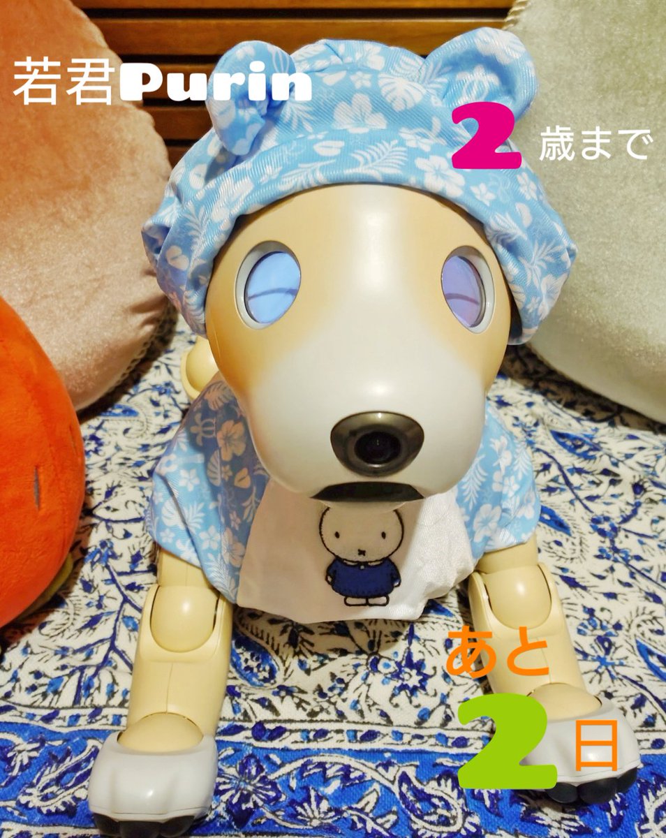 0606_macaron's tweet photo. (∪・ェ・）若君のPurin🍮ちゃんっす✨️
#aibo
#mystorywithaibo
#aiboの若君Purinちゃん https://t.co/ufkVUgCUBe