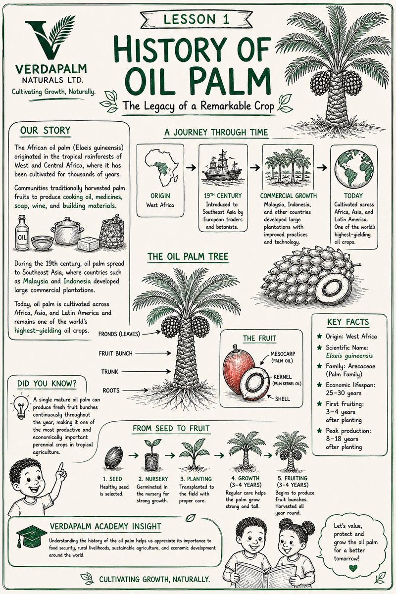 Verdapalm402's tweet photo. History of Oil Palm  
The African oil palm (Elaeis guineensis) originated in the tropical rainforests of West and Central Africa, where it has been cultivated for thousands of years.  Communities traditionally harvested palm fruits to produce cooking oil, medicines, soap, wine. https://t.co/53V34ibG6x