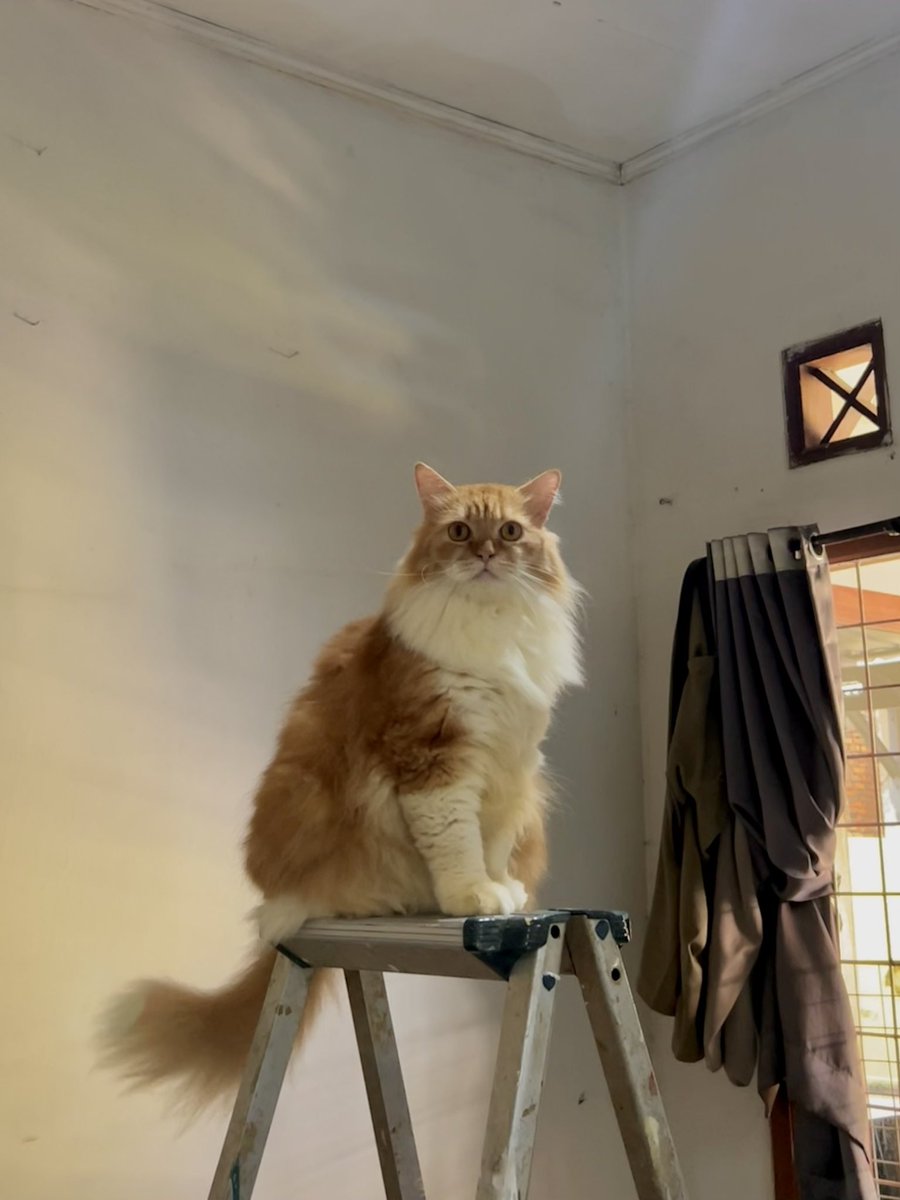 oranjefelis's tweet photo. Tolong, kalau ada yg lihat kucing ini sekitaran depok ratu jaya pulangin ke saya😭😭😭😭😭😭 kasian anaknya gbs ketemu org baru😭😭😭😭😭 https://t.co/RNjdFLjpyB