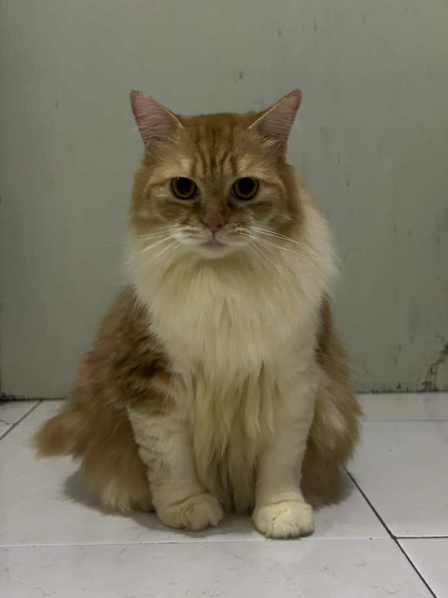 oranjefelis's tweet photo. Tolong, kalau ada yg lihat kucing ini sekitaran depok ratu jaya pulangin ke saya😭😭😭😭😭😭 kasian anaknya gbs ketemu org baru😭😭😭😭😭 https://t.co/RNjdFLjpyB