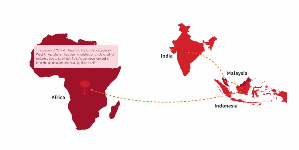 Verdapalm402's tweet photo. History of Oil Palm  
The African oil palm (Elaeis guineensis) originated in the tropical rainforests of West and Central Africa, where it has been cultivated for thousands of years.  Communities traditionally harvested palm fruits to produce cooking oil, medicines, soap, wine. https://t.co/53V34ibG6x