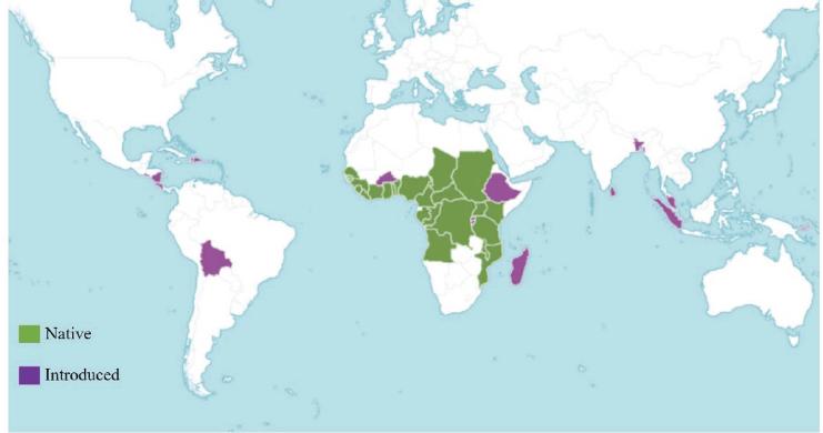 Verdapalm402's tweet photo. History of Oil Palm  
The African oil palm (Elaeis guineensis) originated in the tropical rainforests of West and Central Africa, where it has been cultivated for thousands of years.  Communities traditionally harvested palm fruits to produce cooking oil, medicines, soap, wine. https://t.co/53V34ibG6x