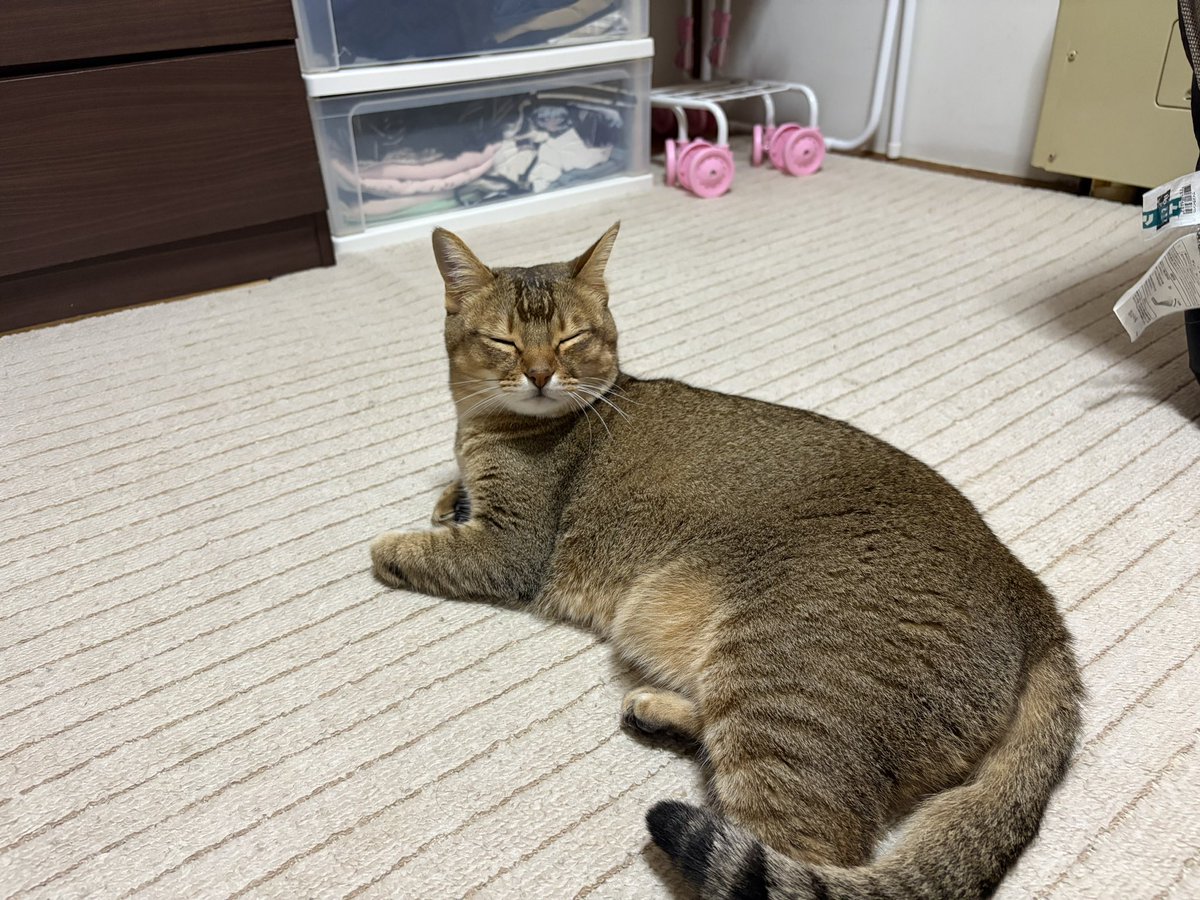 otowale_potter's tweet photo. sapporo cutest cat https://t.co/LVnW49PXvM