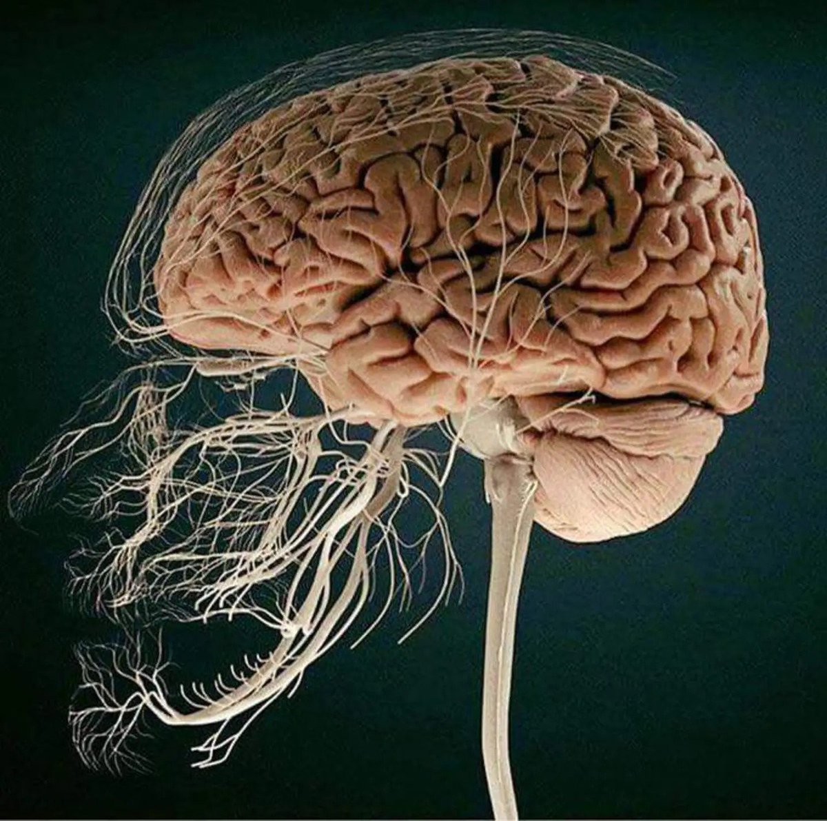 AMAZlNGNATURE's tweet photo. This is what the nerves that connect your teeth to your brain look like https://t.co/EB3SdlMgms