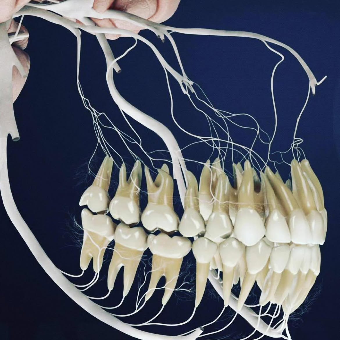 AMAZlNGNATURE's tweet photo. This is what the nerves that connect your teeth to your brain look like https://t.co/EB3SdlMgms