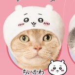 O93rt_'s tweet photo. 【交換 買取 回収】

【求】ちいかわ ねこのかぶりもの
【譲】メディア欄 >定価

未開封でお譲り可能な方いましたらお声掛けお待ちしております。
交換であれば開封済みも検討いたします。
友人用でハチワレとシーサーも求めてます。 https://t.co/rWpd3bHdDh