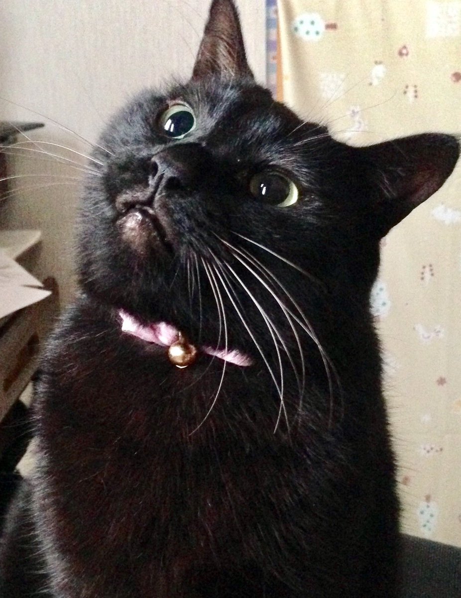 OYAVUN1's tweet photo. #SiMねこ盤
今は亡きわが愛猫、くーさん！
正面の存在感とインパクトは抜群！
愛するSiMのデザインに使ってもらえると、天国のくーさんも喜びます🙏
SiMさんヨロシクお願いします！ https://t.co/mueIW9XPYE