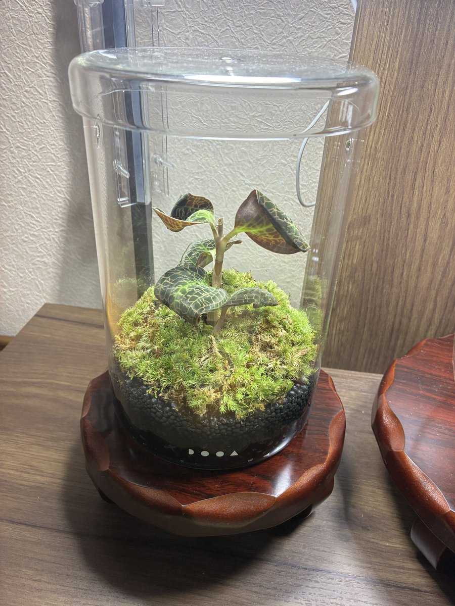 tomoakiueno0223's tweet photo. カップの中で葉っぱが丸まってしまったドッシニア・マルモラータを自宅のガラスポットMARU130へ。
#ジュエルオーキッド
#dooa
#アクアリウム
#和室アクアリウム https://t.co/dZjwuvSZZt