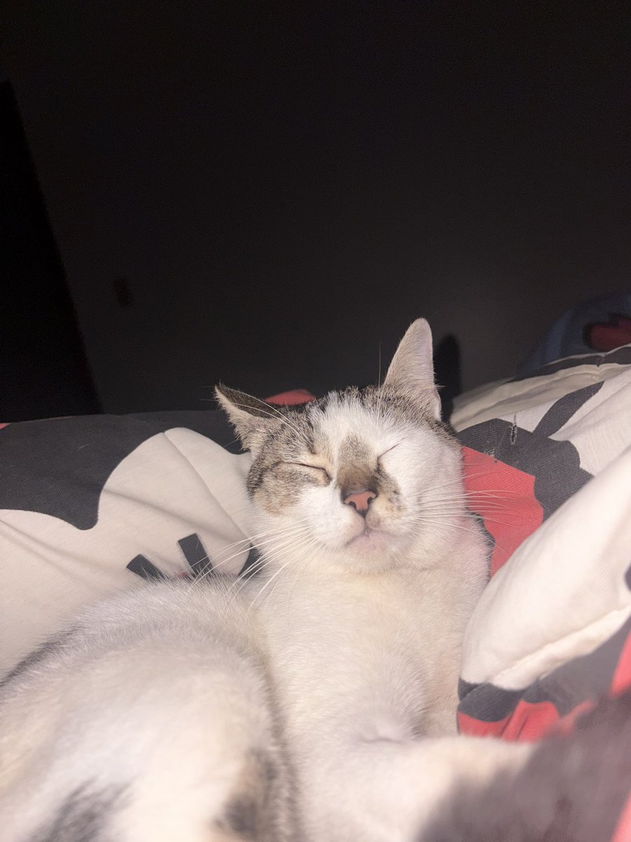 sachetssz's tweet photo. a gata mais dengosa do mundo sem brincadeira https://t.co/D6bWkw8RGk