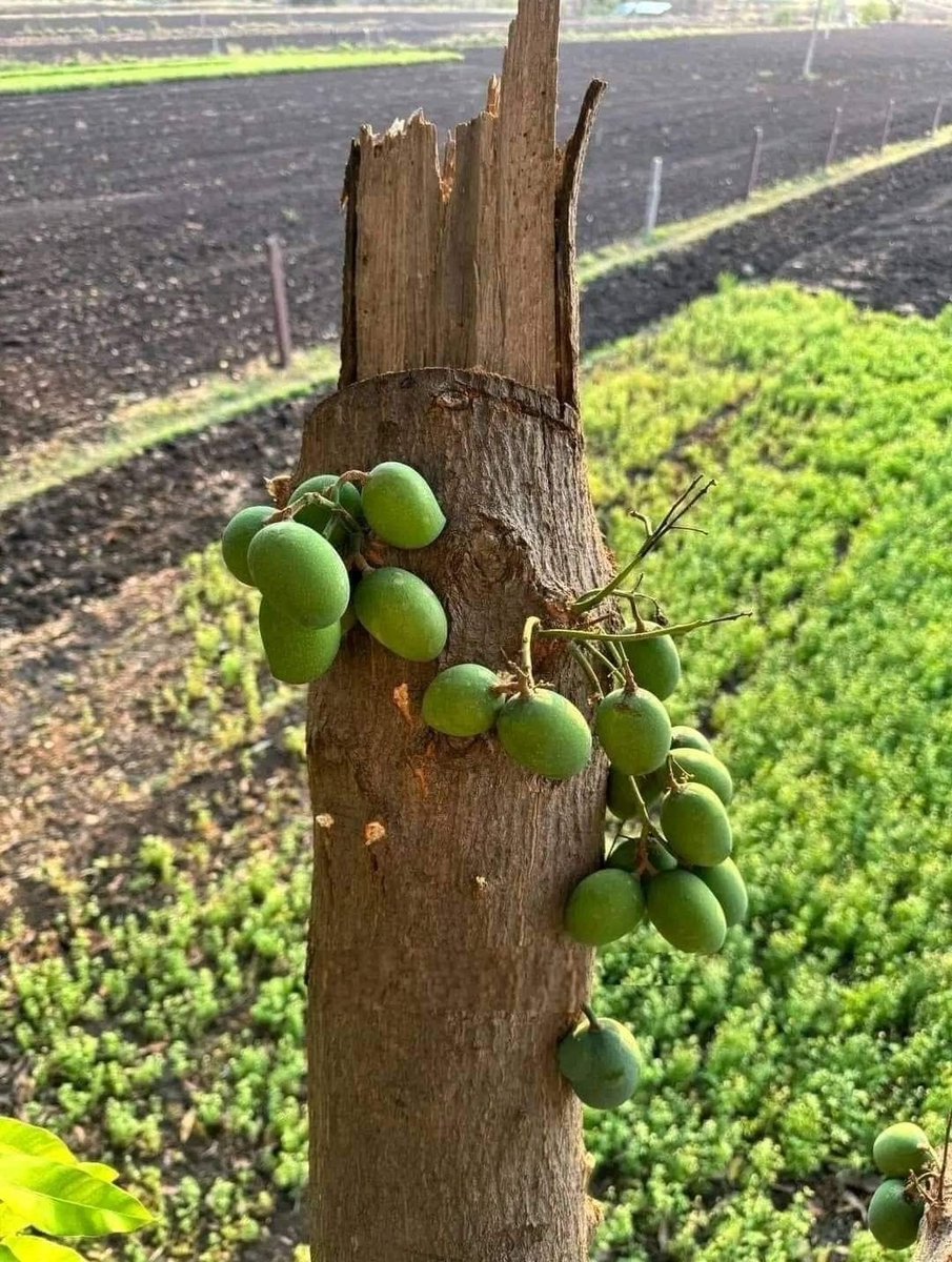 msMarymusili's tweet photo. hii nikwa wenye walikuwa wameanguka ki dongo sasa niwakati wenu simameni https://t.co/y8ljsFYQ7R