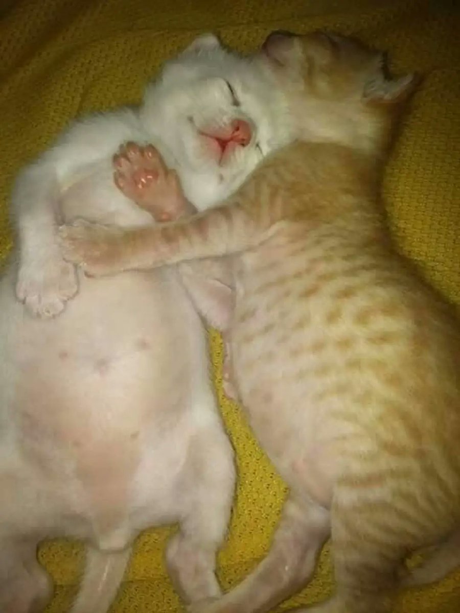 catsworldaura's tweet photo. https://t.co/ENAIxsiAcL