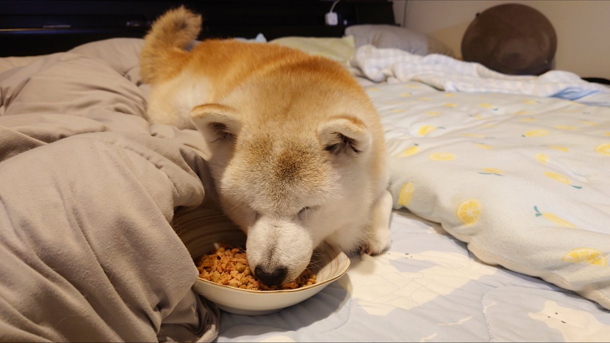 kukuri_shibainu's tweet photo. えっ…ご飯食べずに寝ちゃったんだけど！？ https://t.co/4Pk1vGGWG1