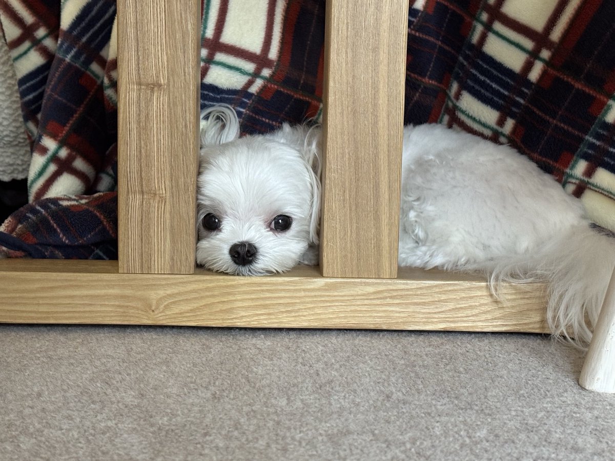 Checo56426648's tweet photo. ここがいちばん落ち着くの🐶🤍 
今日もお気に入りの場所でまったり中✨ かわゆい🥹💕 https://t.co/MqSYnCStqu
