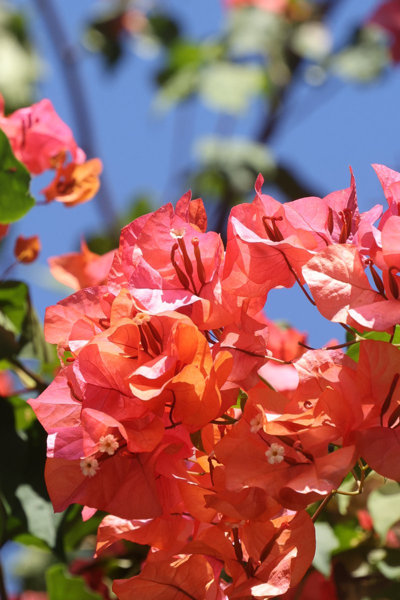 gontanokoneroku's tweet photo. “Believe in yourself. You are braver than you think, more talented than you know, and capable of more than you imagine.”― Roy T. Bennett, The Light in the Heart

Good morning,friends. Did you sleep well? 😇                                                                                                                                     

Fri 7:00AM 🇯🇵
#Bougainvillea 🌸