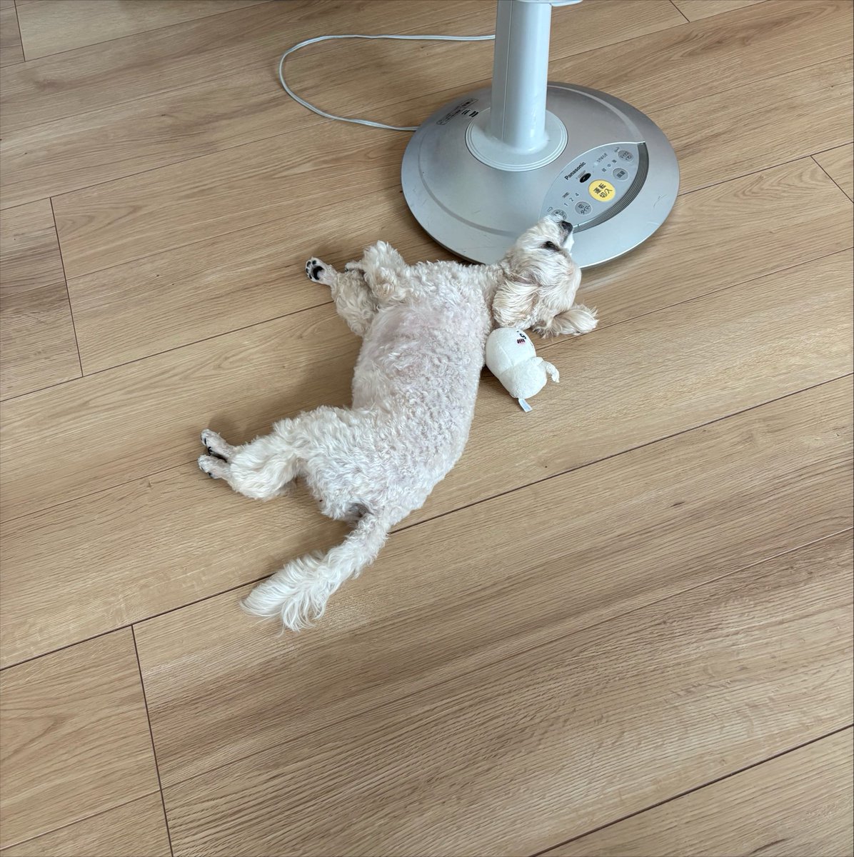 iori_mituka's tweet photo. 今日久々に出掛けたんだけど暑さで一日体力がもたなくて引きこもってるのが一番いいなとなった…😭
まだ体調も万全じゃないし、大人しく犬と涼しい部屋で過ごします😭 https://t.co/LfzFANIgwd