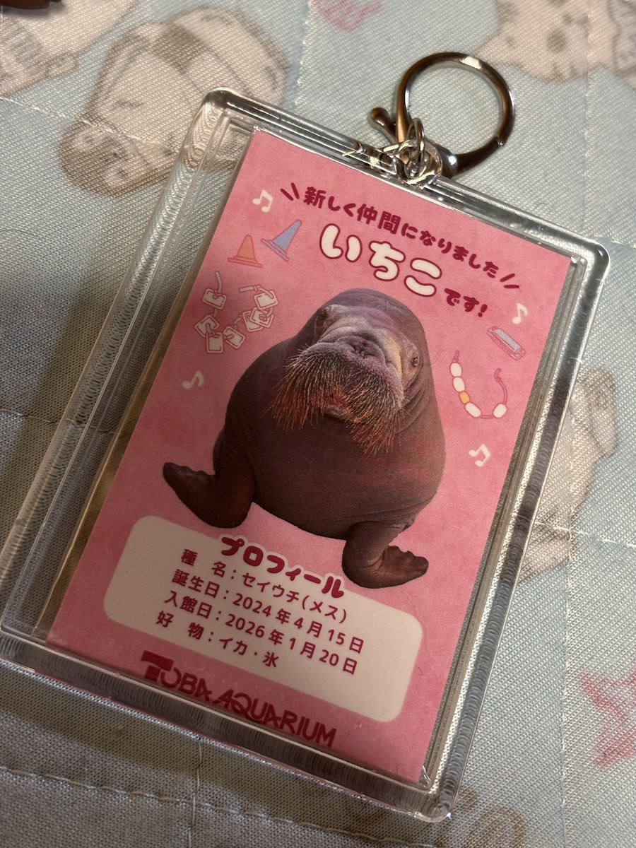 cocozoukun's tweet photo. 念願の『ちびいちこ』をお迎えする事ができました🙌🏻🙌🏻
レオンさんありがとう😊
ステッカー��カードまで😭
『ちびいちこ』と何処いこうかな〜✨🌊🥚😊😊
#ちびいちこ
#セイウチ
#いちこ
#鳥羽水族館
#いちこキーホルダー
#ツラいち カード https://t.co/KXtJ5IgBdT