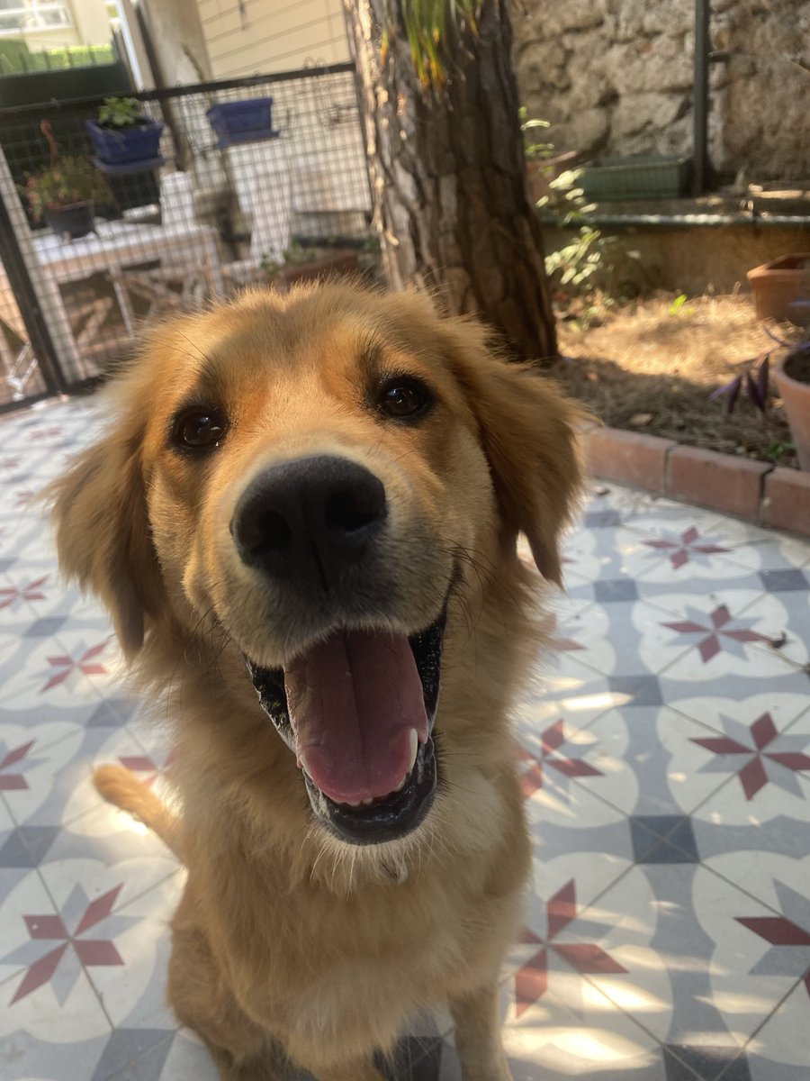 denizcyo's tweet photo. Ödül mamasıyla gezerim, eğitirim, koştururum, oynatırım ve çok severim diyen adaylar arıyoruz 🌸 1 yaşında, dişi, kısır, Golden mix. https://t.co/ILp9UXvIkI