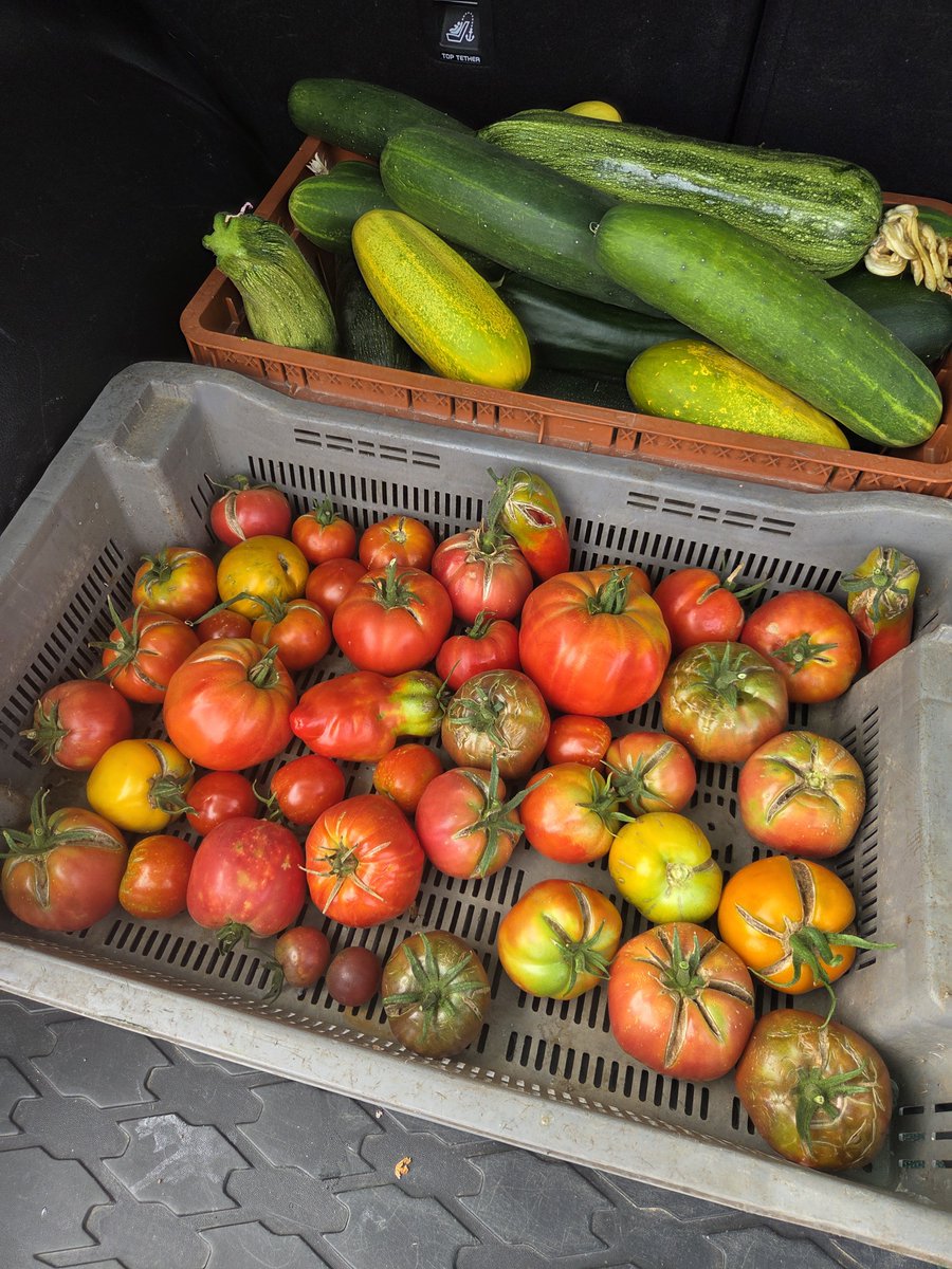 AdresanSoso's tweet photo. Certains vont dire que mes tomates ne sont pas belles mais je ne les sélectionne pas pour leur beauté mais pour leur goût. 
Quand vous avez mangé une de ces tomates vous ne pouvez plus rien manger d’autre.
Ce qu’on vous vend dans les grandes surfaces c’est des tomates qui sont sélectionnées pour leur aspect pas pour leur goût. 
Parce que malheureusement comme beaucoup de choses dans notre société, le paraitre passe avant tout le reste et les industriels l'ont bien compris.