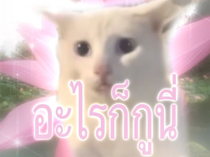 littleluna04's tweet photo. https://t.co/idonVM73VC
