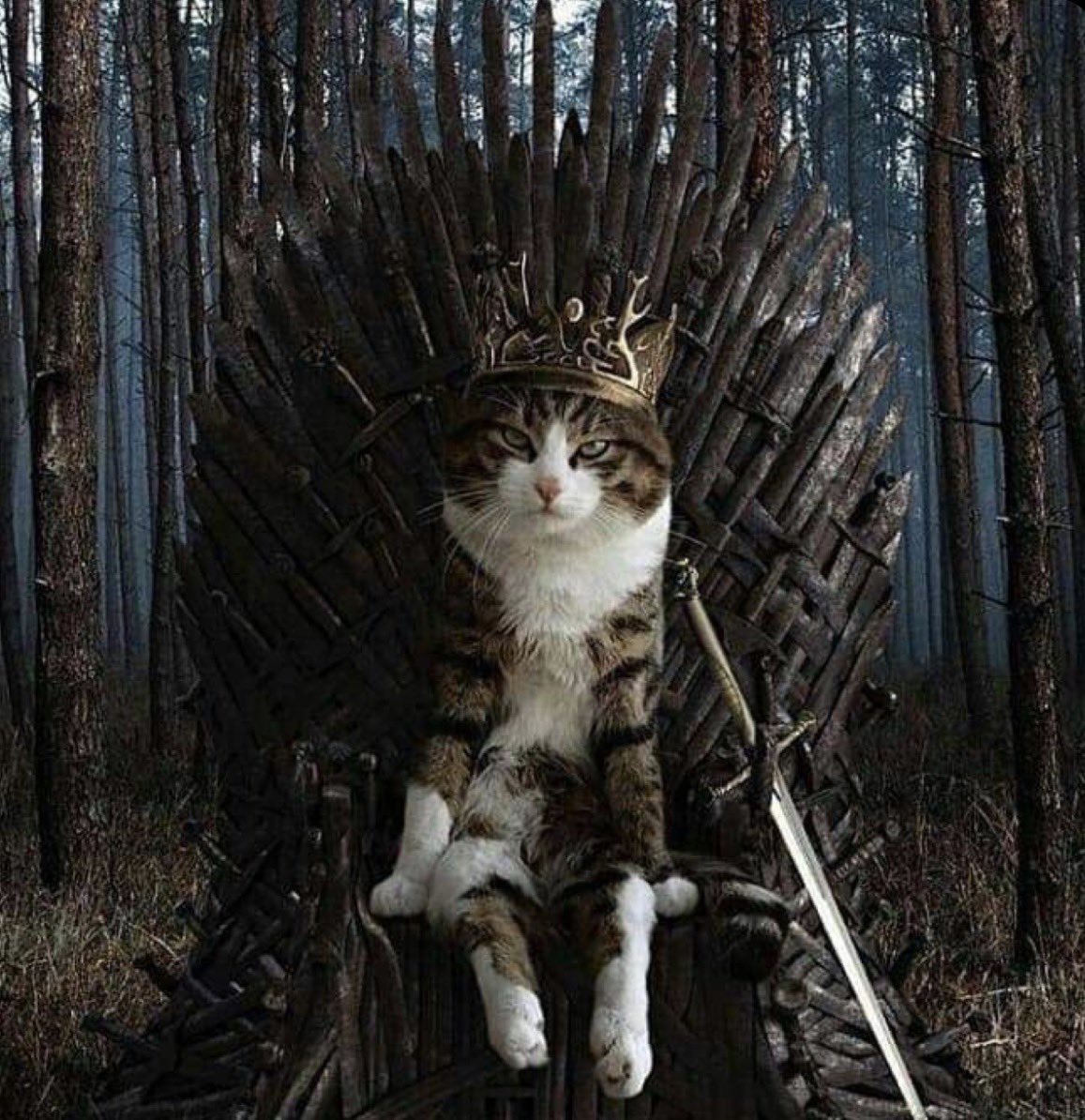 CateonSol_'s tweet photo. What is dead may never die. https://t.co/9pEmIkfLfs